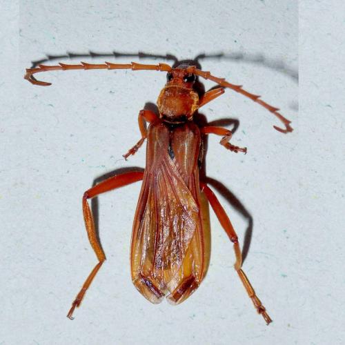 Réf. 274 773 : Scalenus pejchai
